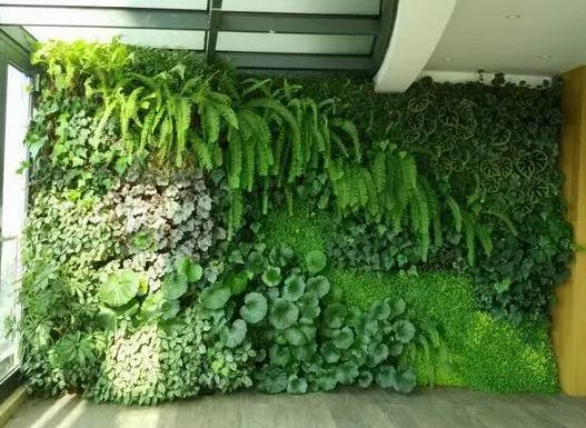 植物墙为什么要做补光