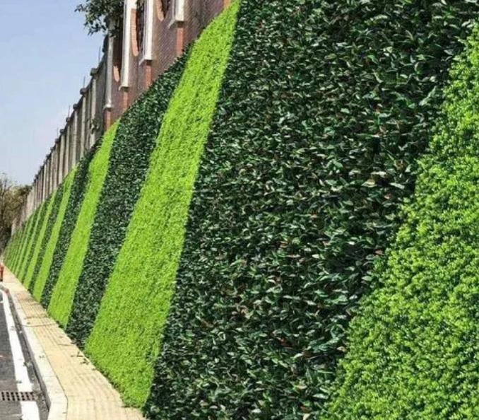 垂直绿化墙对生态改善的作用